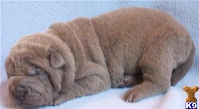 Chinese Shar-Pei Puppies